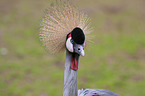 Crowned Crane portrait