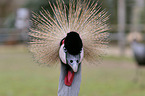 Crowned Crane portrait