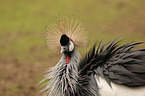 Crowned Crane portrait