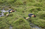 crowned cranes