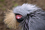 crowned crane