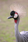 crowned crane