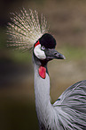 crowned crane