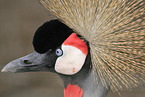 crowned crane