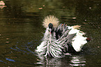 crowned crane