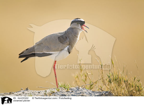 crowned plover / HJ-03322