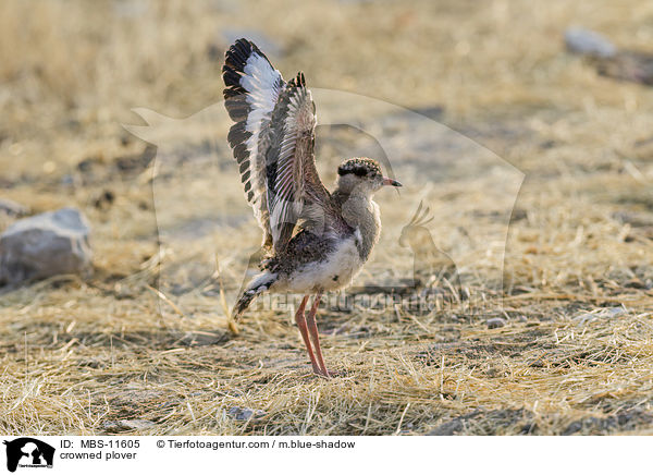 Kronenkiebitz / crowned plover / MBS-11605