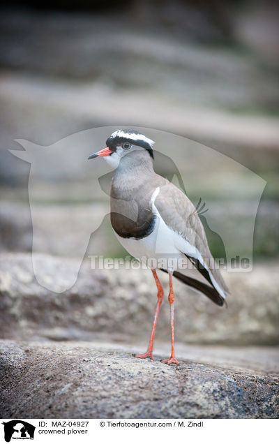 Kronenkiebitz / crowned plover / MAZ-04927