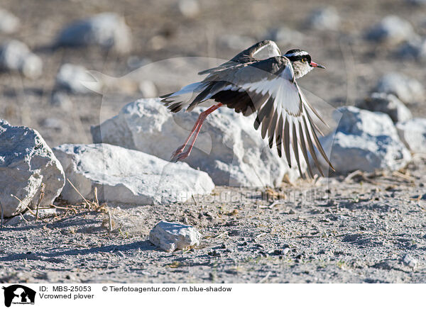 Kronenkiebitz / Vcrowned plover / MBS-25053