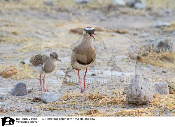 Kronenkiebitze / Vcrowned plover / MBS-25066
