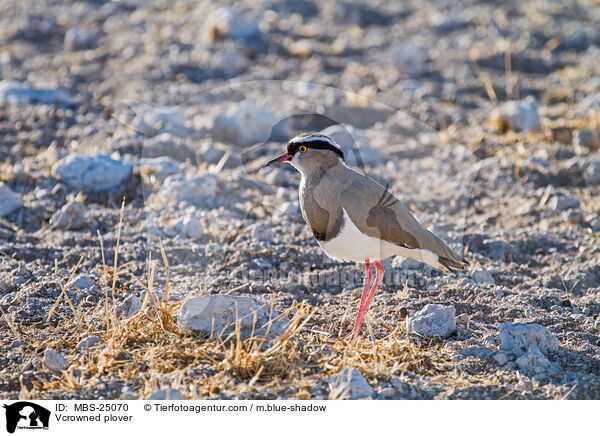 Kronenkiebitz / Vcrowned plover / MBS-25070
