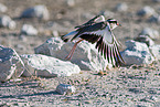 Vcrowned plover