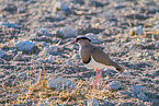 Vcrowned plover