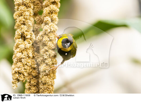 Kleiner Kubafink / cuban finch / DMS-11808