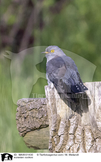 Kuckuck / eurasian cuckoo / MAW-01430