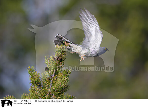 Kuckuck / eurasian cuckoo / THA-10316