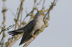 common cuckoo