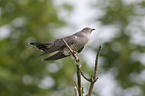 common cuckoo