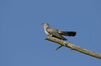 eurasian cuckoo
