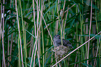 common cuckoo in nest of eurasian reed warbler