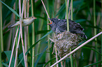 common cuckoo in nest of eurasian reed warbler