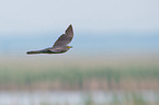 common cuckoo
