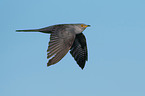common cuckoo