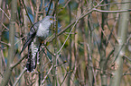 common cuckoo