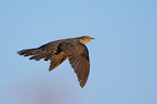 common cuckoo