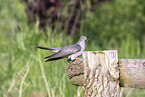 eurasian cuckoo