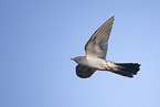 eurasian cuckoo