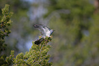 eurasian cuckoo