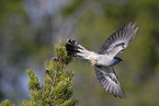 eurasian cuckoo