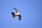 eurasian cuckoo