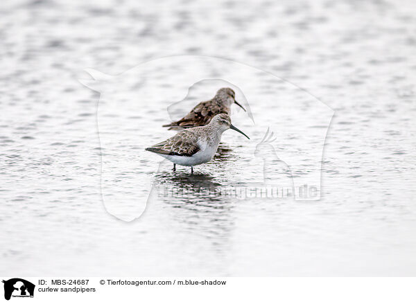 Sichelstrandlufer / curlew sandpipers / MBS-24687