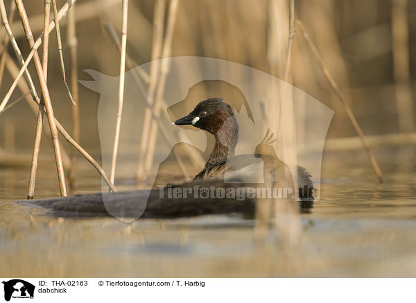 Zwergtaucher / dabchick / THA-02163