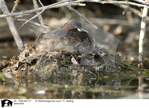 Zwergtaucher / dabchick / THA-02171