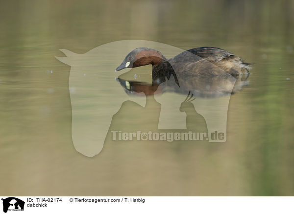 dabchick / THA-02174