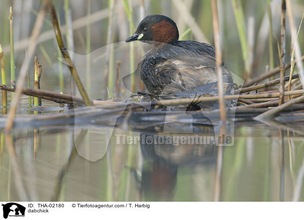 Zwergtaucher / dabchick / THA-02180