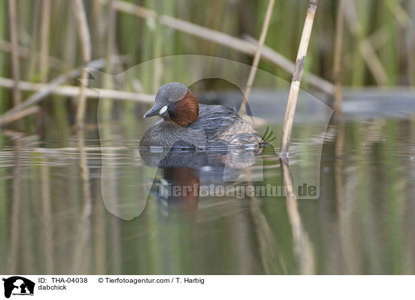 Zwergtaucher / dabchick / THA-04038
