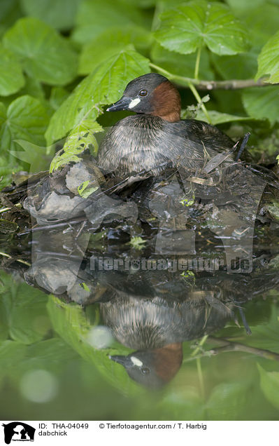 dabchick / THA-04049