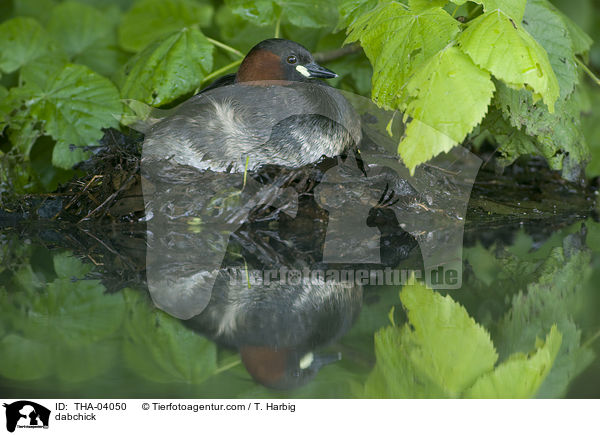dabchick / THA-04050