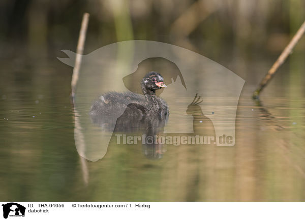 dabchick / THA-04056