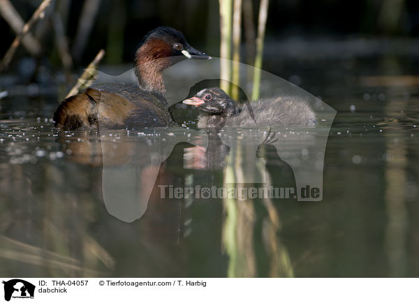 dabchick / THA-04057