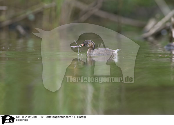 dabchick / THA-04058