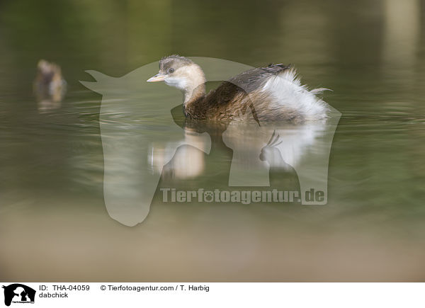 dabchick / THA-04059