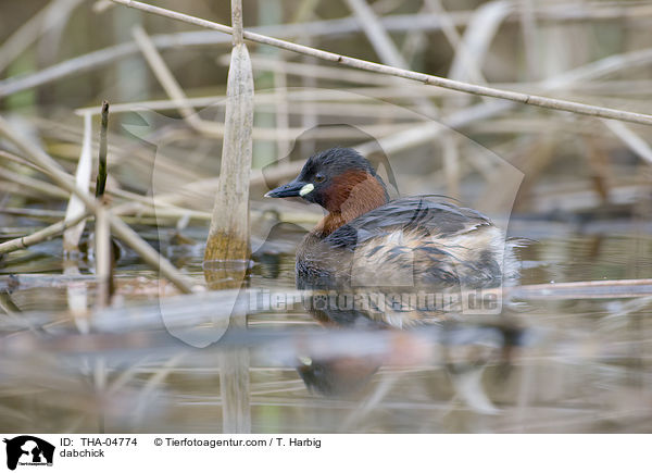 dabchick / THA-04774