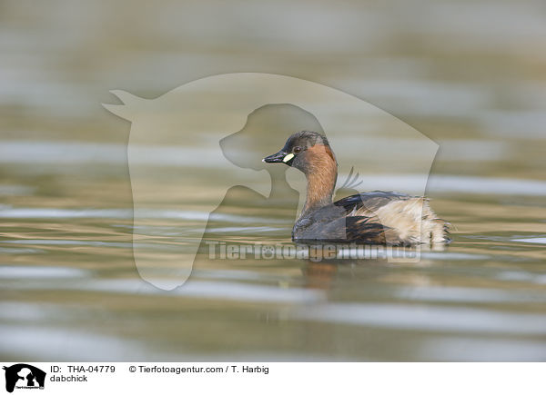 dabchick / THA-04779
