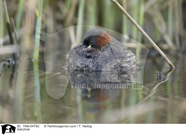 dabchick / THA-04782