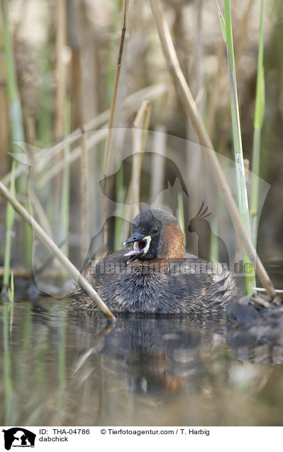 dabchick / THA-04786